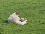 FZ003600 Ewe with lambs.jpg